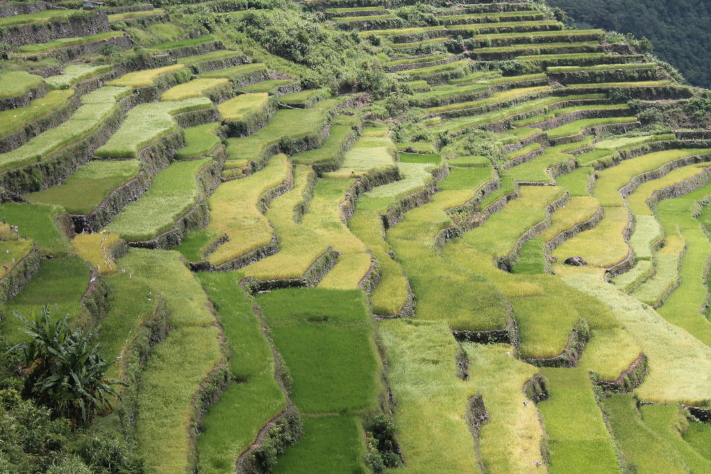 Batad Rice Terraces - Beauty and the Juju Beast